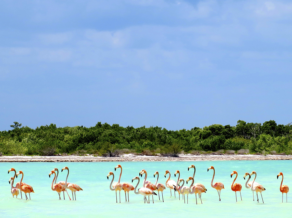 Excursión a Holbox en un Día